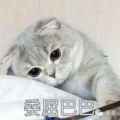娱乐吃瓜君折耳猫,折耳猫的神秘魅力与争议  第3张 娱乐吃瓜君折耳猫,折耳猫的神秘魅力与争议  第3张
