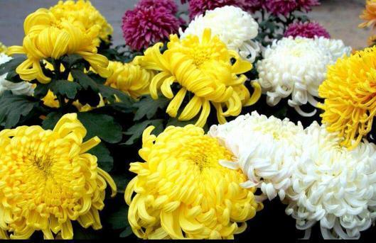 氧化菊最新爆料视频,揭秘神秘事件背后真相  第2张 氧化菊最新爆料视频,揭秘神秘事件背后真相  第2张