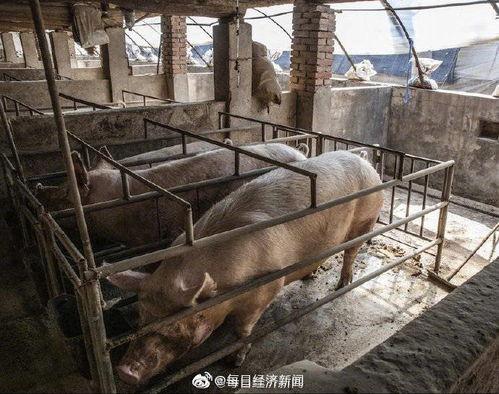 印尼猪瘟最新爆料图册,揭秘爆发原因与防控措施  第3张 印尼猪瘟最新爆料图册,揭秘爆发原因与防控措施  第3张